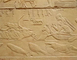Gado atravessando um vau, da pedra Mastaba de Kagemni